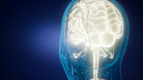 Anatomy-of-Human-Brain